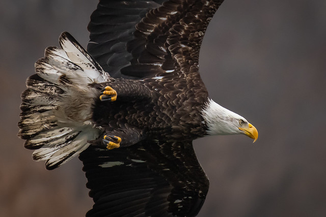 Bald Eagle in Action