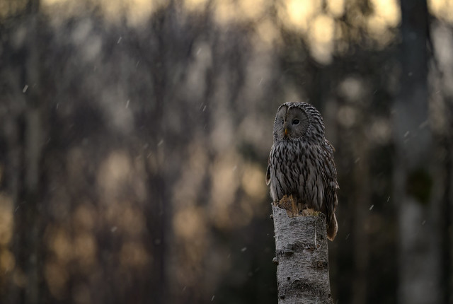 Strix uralensis (Ural Owl, Uralinė pelėda)