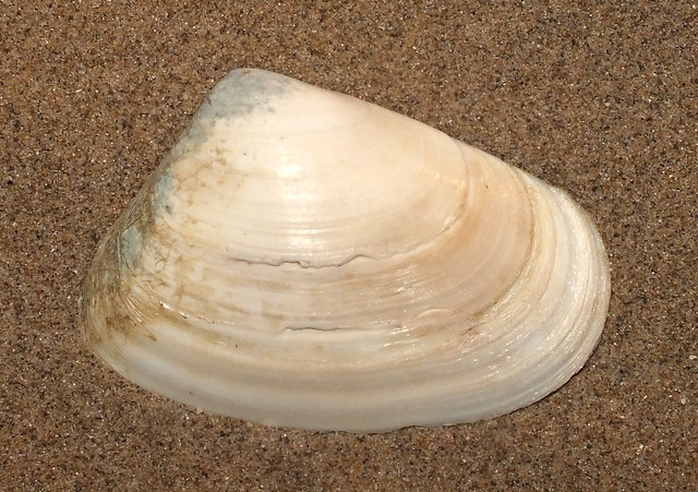 Wedge clam (Paphies ventricosa)