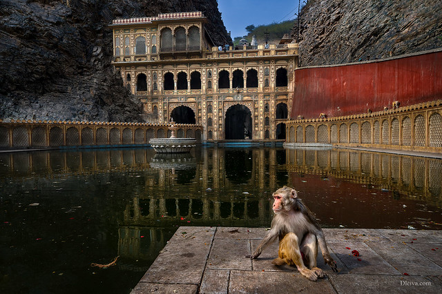 Temple of the Monkeys in Jaipur (India)