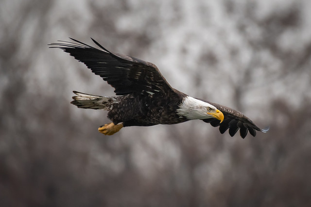 Bald Eagle in Action