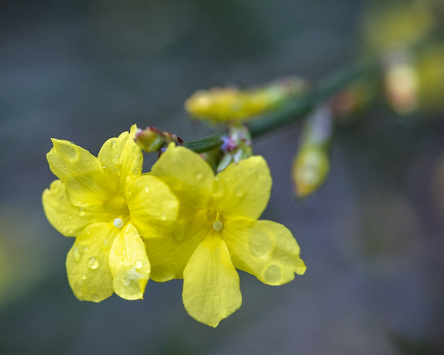 Jasminum nudiflorum, winter-flowering jasmine