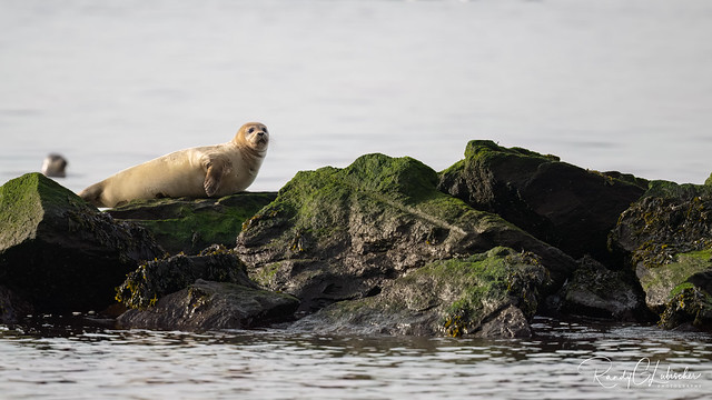 Harbor Seal | Phoca vitulina | 2023 - 3