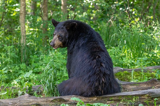 Black Bear sitting on a log