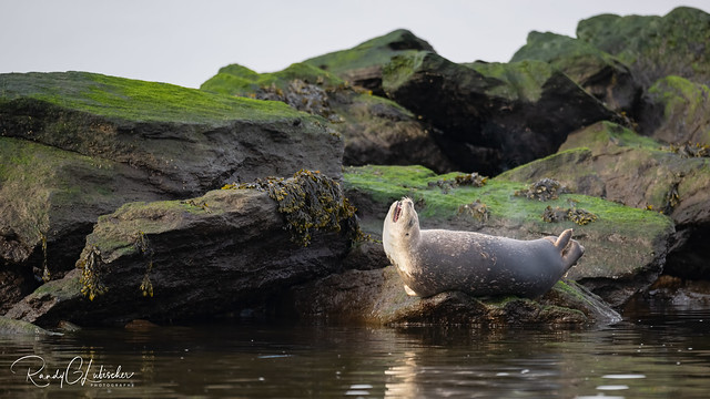 Harbor Seal | Phoca vitulina | 2023 - 4