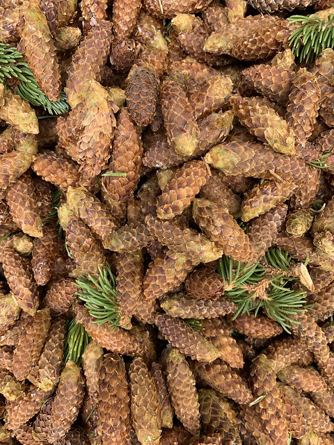 20220908-FS-R4-MLSNF-collected spruce cones