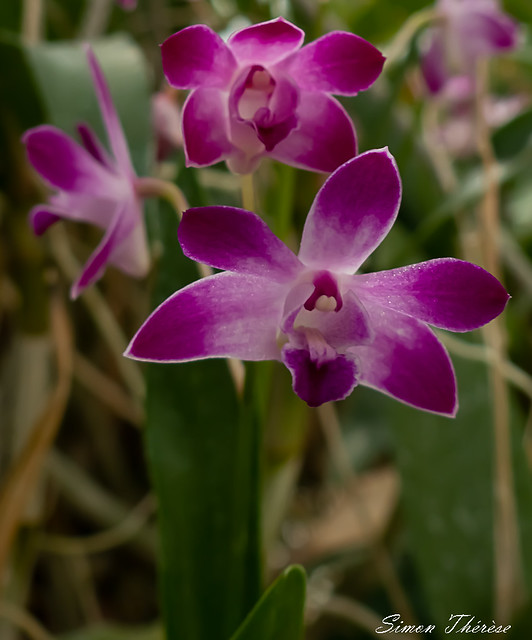 Orchidée Sonia dendrobium