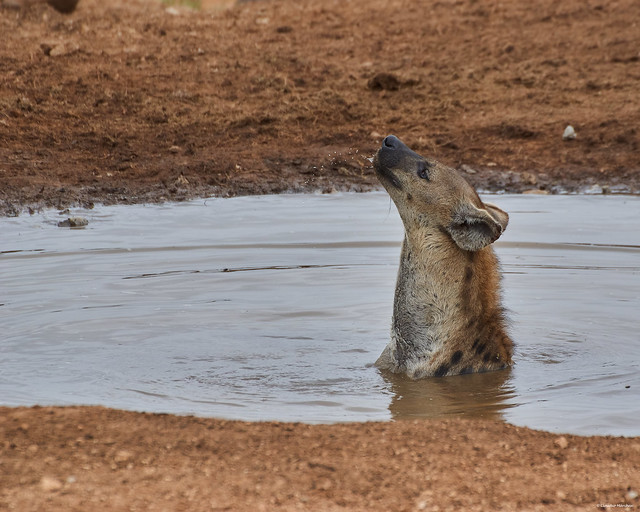 IMGP0948 Hyena at the waterhole
