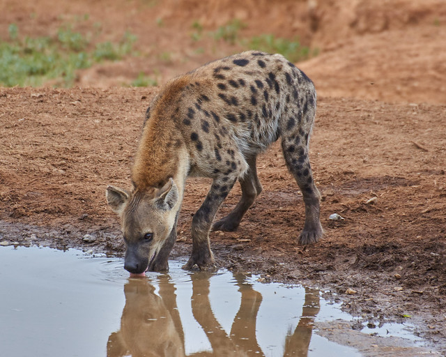 IMGP0926 Hyena at the waterhole