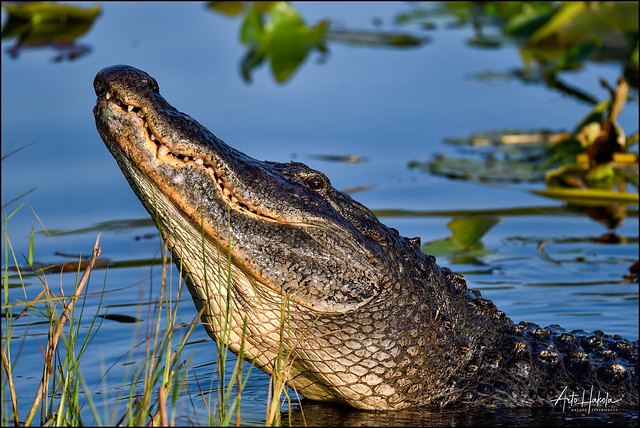 It was time of the year when male alligators roar and make bellowing sounds.
