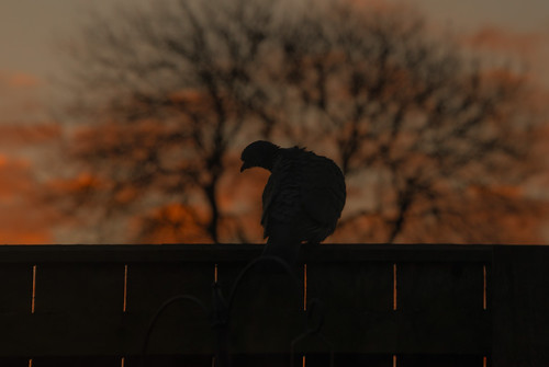 wildlife nikon nature sunrise animal bird garden fence silhouette woodpigeon explore