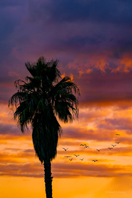 Sunset Palm with Clouds and Birds-_DRH2908-Edit