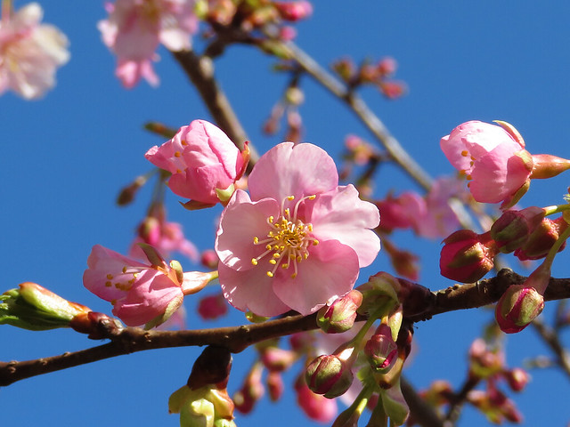 Kawazu-Sakura  河津桜