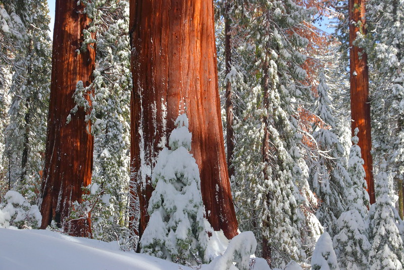 IMG_8620 Giant Sequoia after Snow Storm, Yosemite National Park