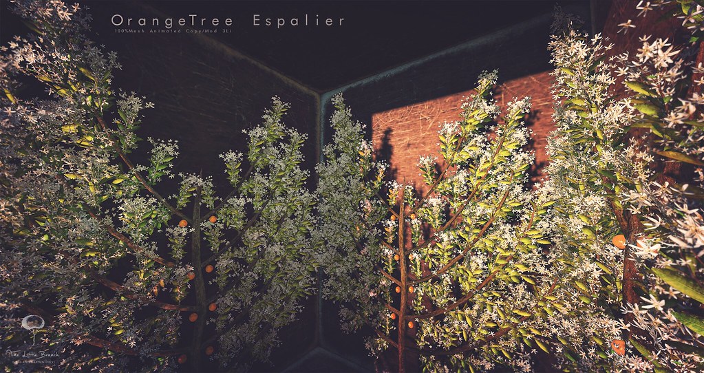 The Little Branch – Orange Tree Espalier – Wanderlust Weekend, 50L