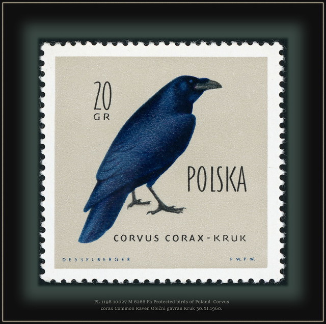 PL 1198 10027 M AD 6266 Fa Protected birds of Poland  Corvus corax Common Raven Obični gavran Kruk 30.XI.1960.
