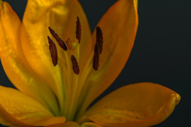 Daylily , partial frontal close up showing stamens