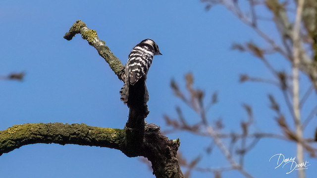 Kleine bonte specht  Lesser Spotted Woodpecker, Dryobates minor - Spechten (Picidae)