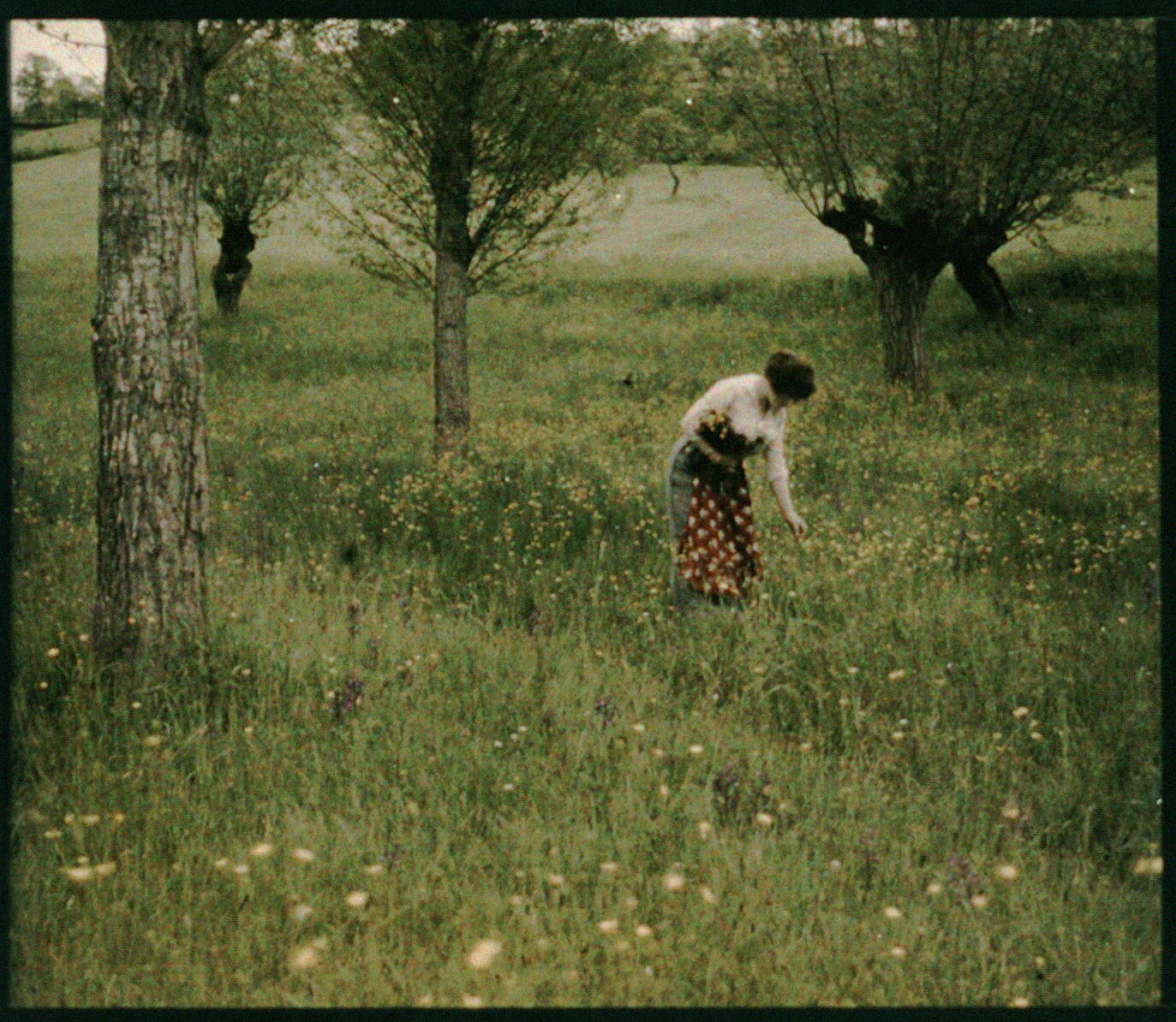 Etienne Descargues :: [Femme cueillant des fleurs dans une prairie], 1892-1914. Vue stéréoscopique. (half view) | BnF ~ Gallica