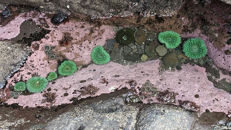 Crystal clear sea water and several bright green sea anemones within the hole at Hole In The Wall