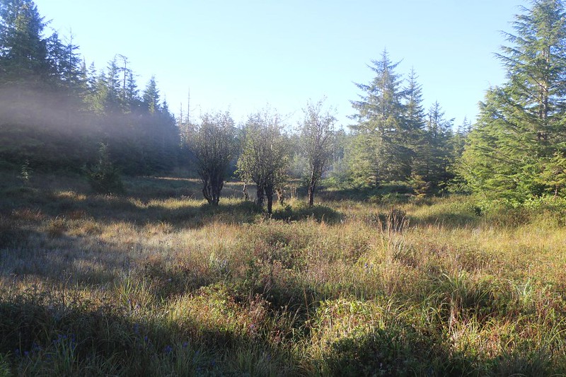The mist was burning off as the sun rose higher, in Ahlstrom's Prairie on the Cape Alava Trail