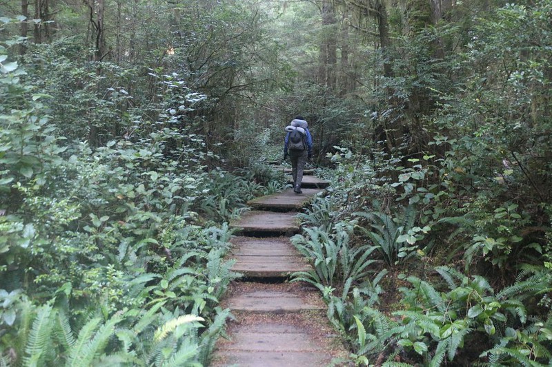 The rainforest was thick and it was pleasant to hike on the wooden walkways of the Cape Alava Trail