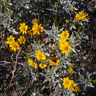 Yellow Flowers SR603645 (2)