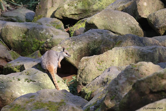 Wallaby des rochers