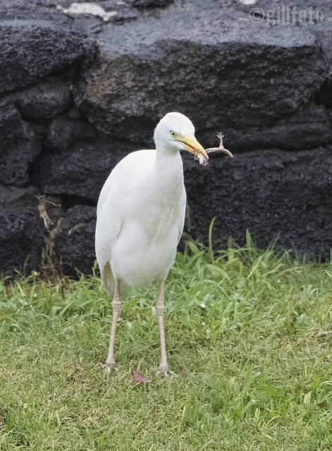 Egret eats Geico
