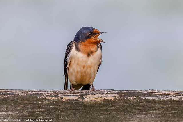 Barn Swallow #7 - 2019-07-04