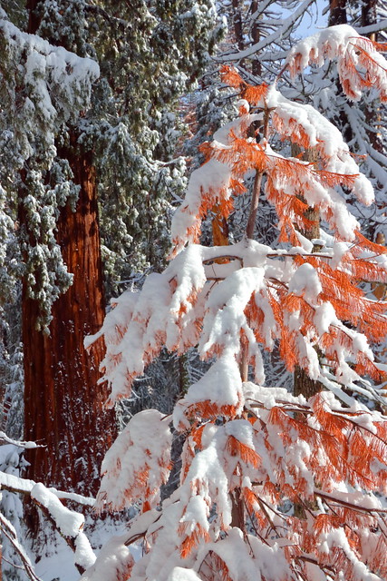 IMG_8459 Giant Sequoia after Snow Storm