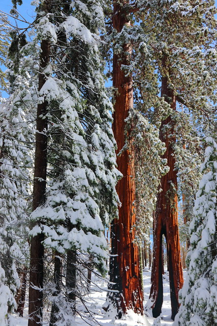 IMG_8299 Clothespin Tree, Mariposa Grove of Giant Sequoias