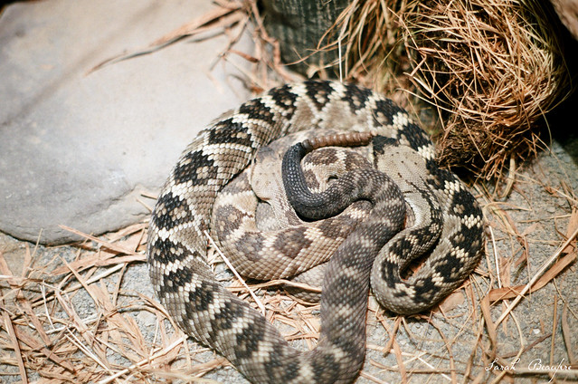 Black-tailed Rattlesnake.