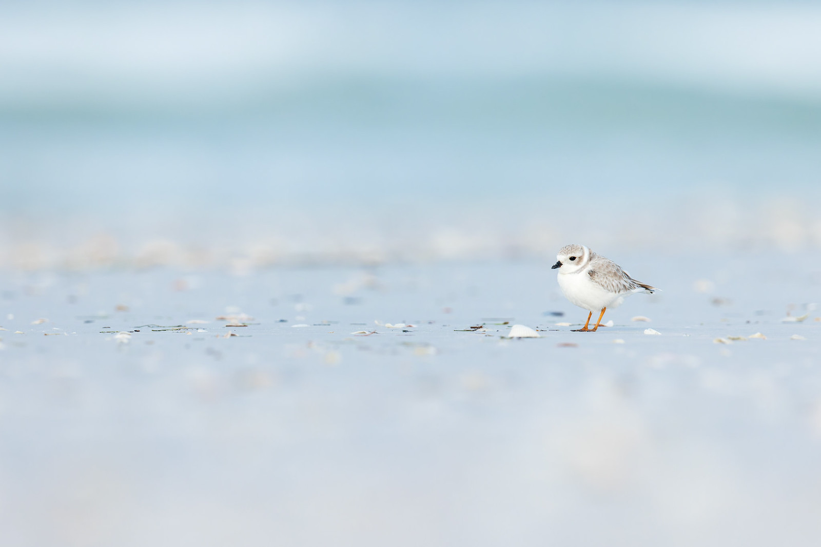 Charadrius melodus | Piping Plover | flöjtstrandpipare