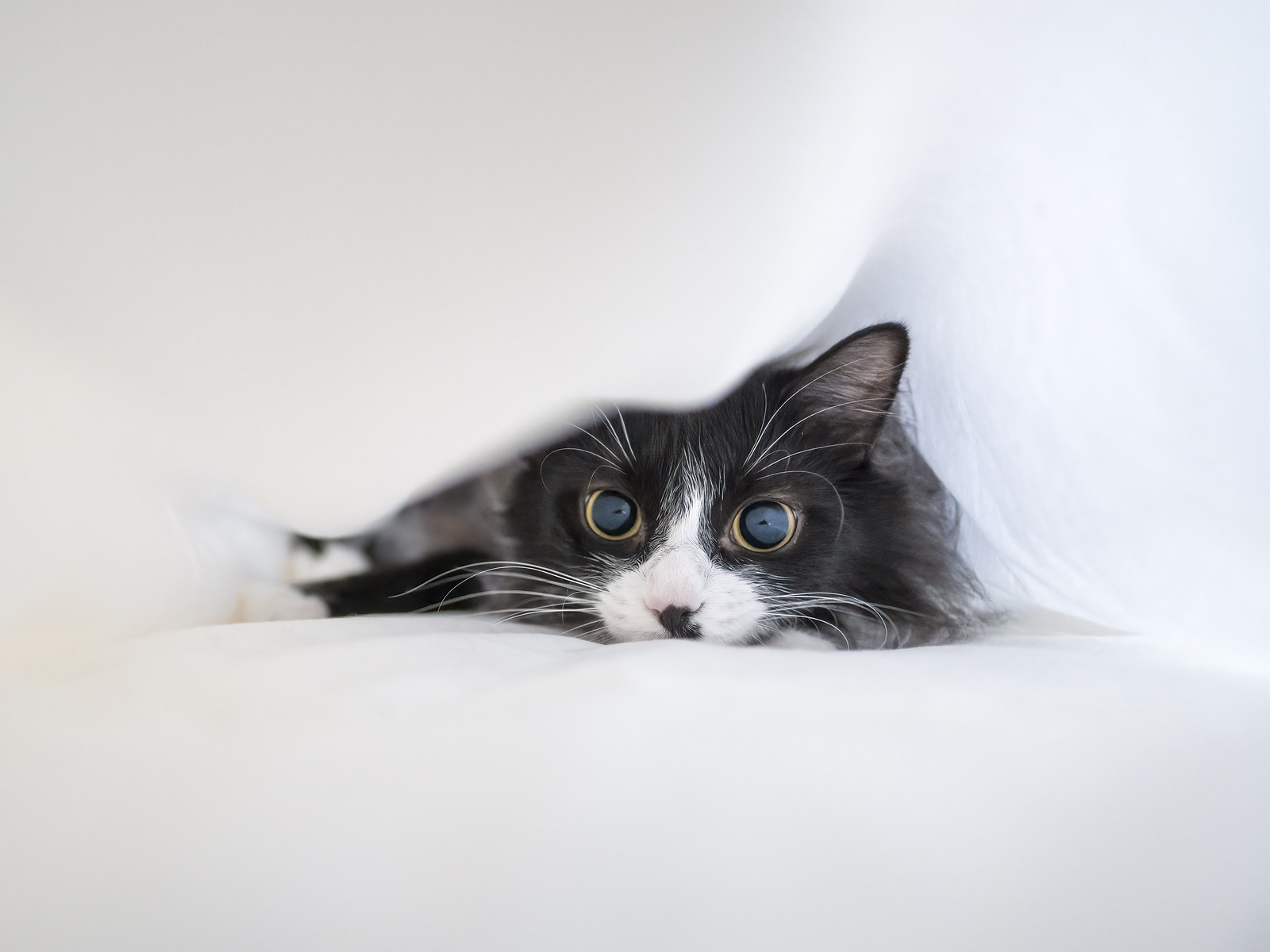 Cats | Flickr