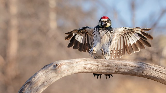 Landing Male Acorn Woodpecker