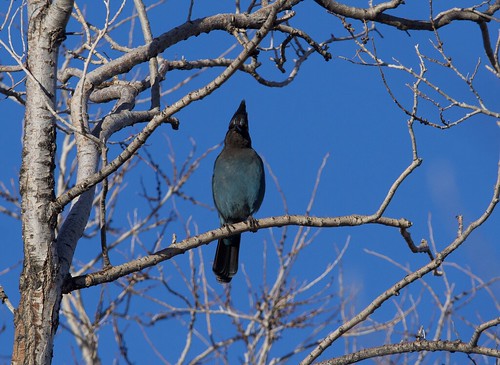 Steller's Jay | Reno, NV. Feb, 2023 | Ned Bohman | Flickr