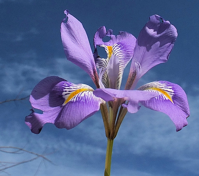 Iris sky