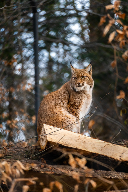 The Lynx (explored)