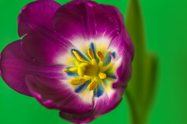 Garden Tulip, overhead close up, beautiful and colorful detail at center