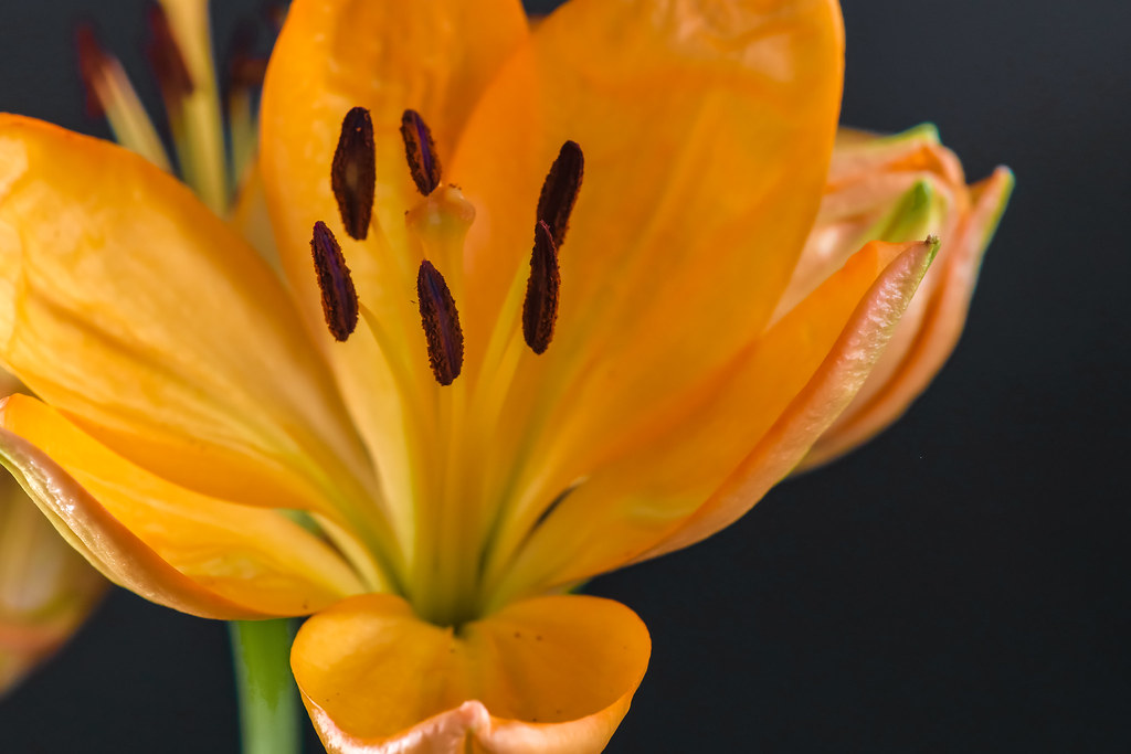 Daylily , partial frontal close up showing stamens