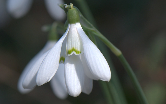Snowdrop - Bucaneve (Galanthus nivalis)