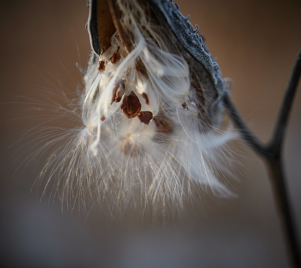 milkweed, 2-18-23