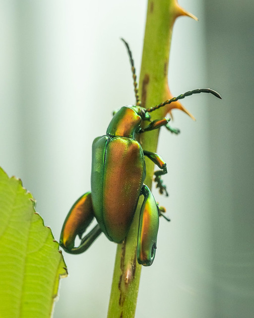 shiny beetle