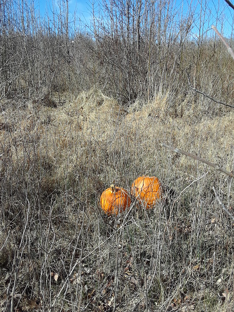 Pumpkins in High Weeds