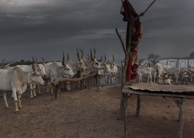 Mundari Cattle Camp