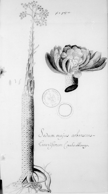2 Sedum majus arborescens, oggi Aeonium urbicum, disegnato da padre Feuillée o dal suo assistente Verguin; è una specie endemica del nord dell’isola di Tenerife.