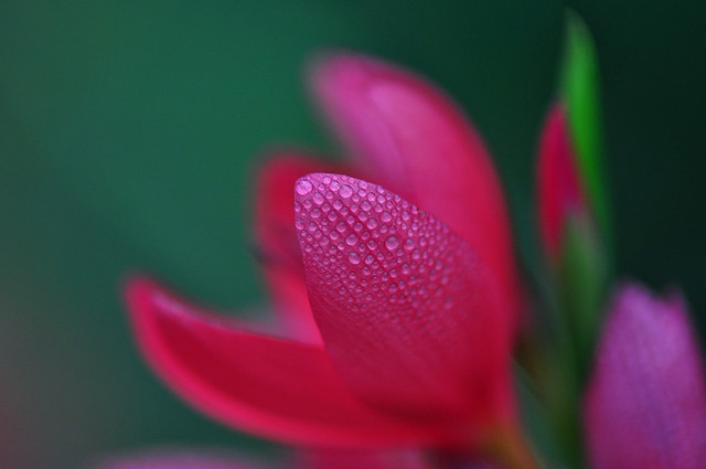 Dew drops on Crimson flag lily (Hesperantha Coccinea)