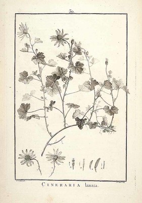 5 Cineraria lanata, oggi Pericallis lanata, uno degli endemismi canari raccolti da Masson e pubblicati da L’Héritier de Brutelle in Sertum anglicum (1788).