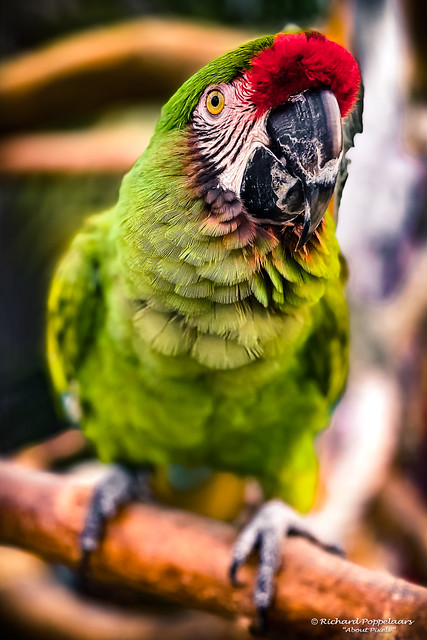 The Greenest Parrot - De Oude Proeftuin (Rockanje/NL)